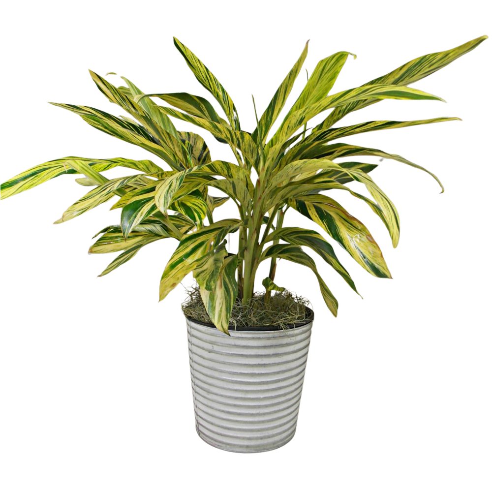 Variegated Ginger